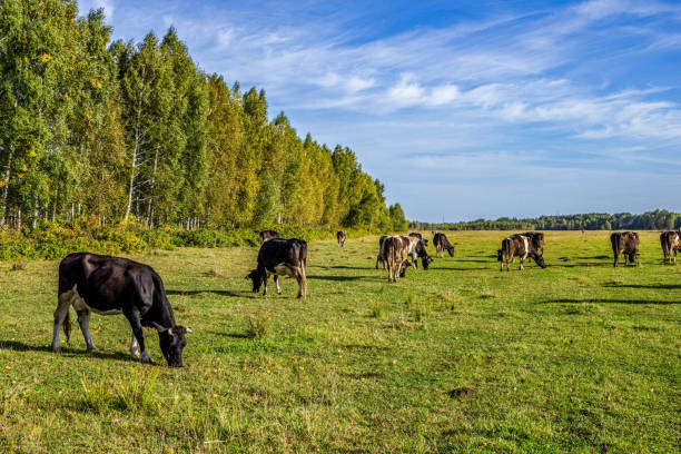 istock Cows graze in a meadow on a clear sunny summer day 1480284404