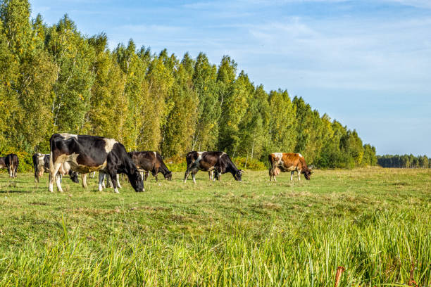 istock Cows graze in a meadow on a clear sunny summer day 1480284558