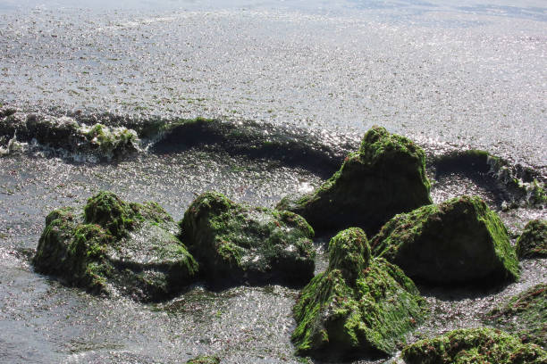 cliffs by the sea. green algae washed ashore. sea pollution.