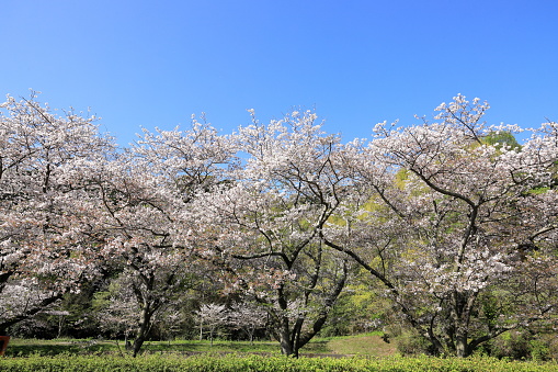 row of cherry blossom trees along Naka river, Izu, Japan