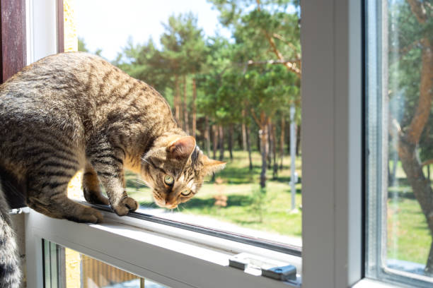 домашняя кошка смотрит на улицу из окна дома. прогулка и свежий воздух для питомца, защита от клещей, блох - undomesticated cat pets animal watching стоковые фото и изображения