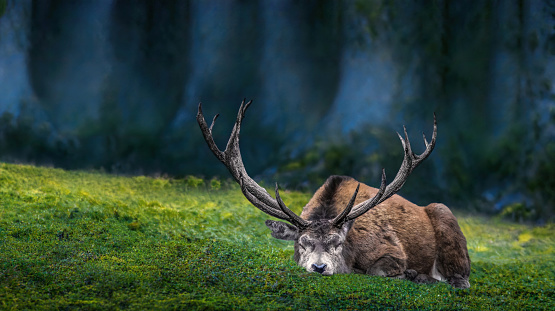A close-up of a sleeping male deer with dark trees in the background, fairytale-like moody atmosphere,