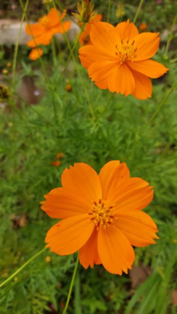istock Kenikir sulfur flower 1480291898