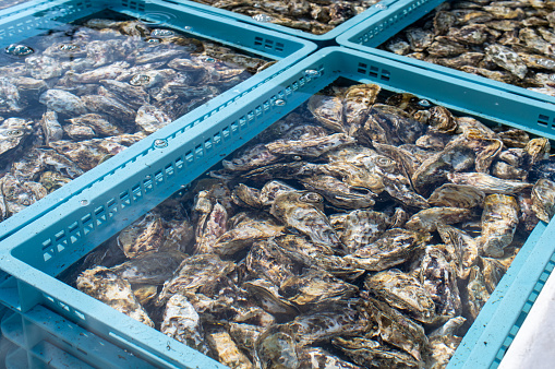 Fresh Oysters over ice.