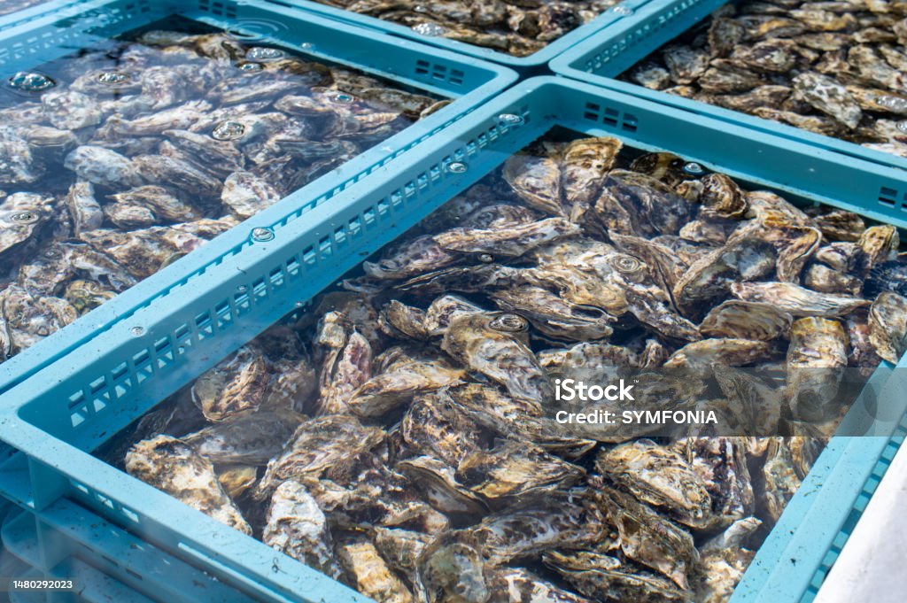 Fresh oysters from Itoshima city, Fukuoka prefecture, Japan 糸島の牡蠣 Oyster Stock Photo