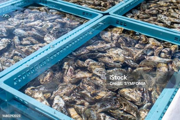 Fresh Oysters From Itoshima City Fukuoka Prefecture Japan Stock Photo - Download Image Now