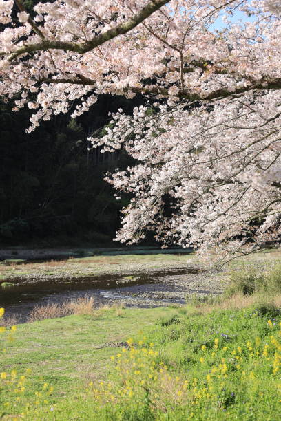 rząd drzew kwitnących wiśni i pole rzepaku wzdłuż brzegu rzeki naka, izu, japonia - mustard plant mustard field clear sky sky zdjęcia i obrazy z banku zdjęć