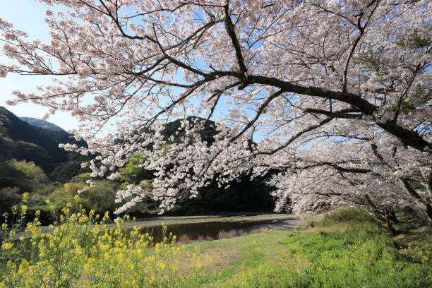 rząd drzew kwitnących wiśni i pole rzepaku wzdłuż brzegu rzeki naka, izu, japonia - mustard plant mustard field clear sky sky zdjęcia i obrazy z banku zdjęć
