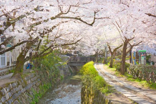 istock Cherry Blossoms along the Philosopher's Path 1480293107
