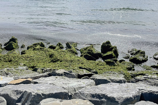 cliffs by the sea. green algae washed ashore. sea pollution.