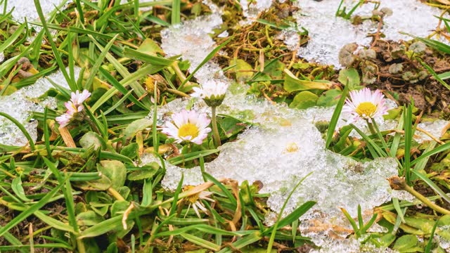 Snow is melts  in green grassy meadow with white daisy flowers Bellis Perennis bloom in Spring Time lapse Nature