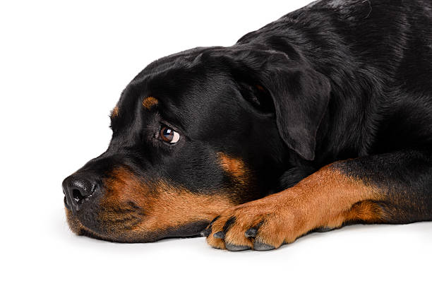 Portrait of young Rottweiler stock photo