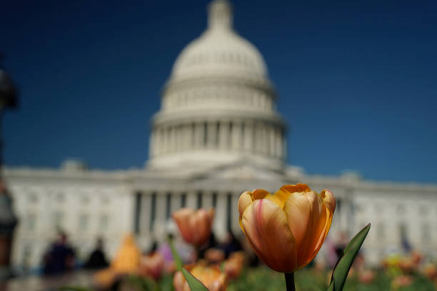 istock Cherry blossom in washington dc capitol 1480294272