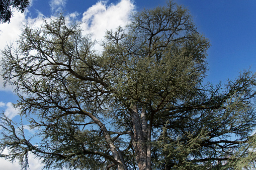 Cedar tree (Cedrus libani)