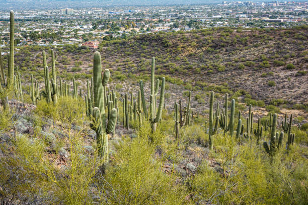 istock Vegetation at Tumamoc Hill, Tucson, Arizona 1480294556
