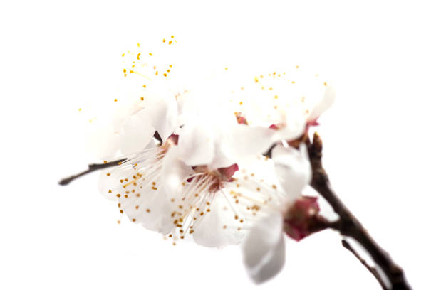 Branch with blossoms cherry Isolated on white background