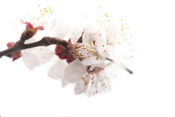 Branch with blossoms cherry Isolated on white background.