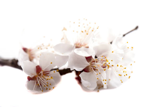 istock Branch with blossoms cherry Isolated on white background. 1480294719