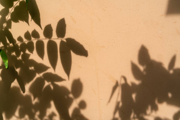 istock Beautiful soft dappled light from window and tree leaf shadow on minimal brown cement concrete wall background stock photo 1480295131