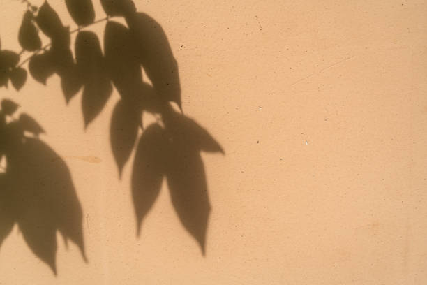 istock Beautiful soft dappled light from window and tree leaf shadow on minimal brown cement concrete wall background stock photo 1480295157