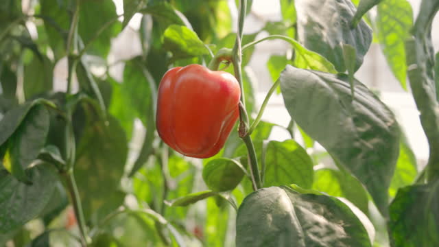 Red bell peppers growing in the farm