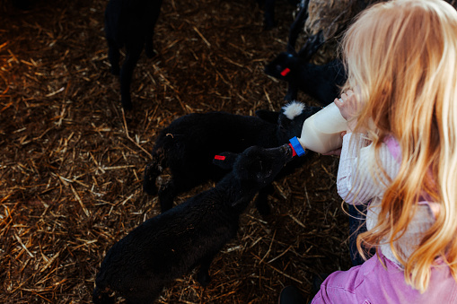 A little girl is in a barn with sheep, bottle feeding lambs in the enclosure.