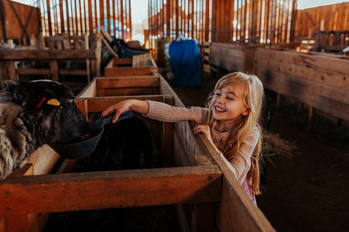 A cheerful Caucasian child is feeding sheep in the barn at the breeding farm.