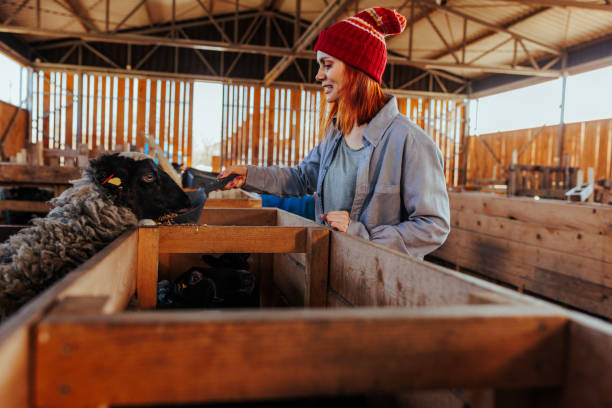istock Cheerful woman feeding sheep in barn. 1480296589