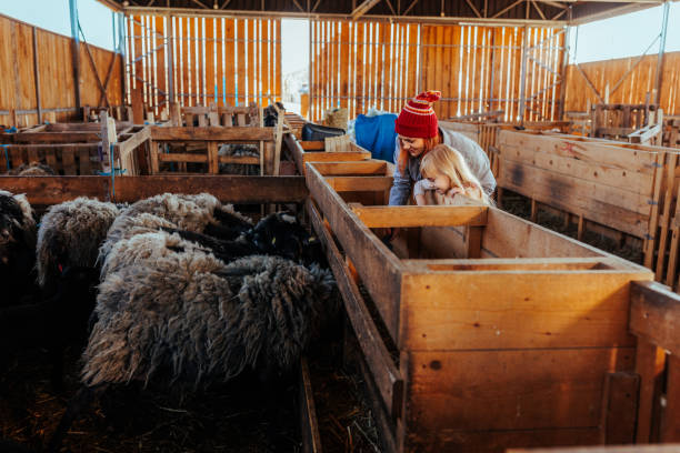istock Mother and daughter feeding sheep. 1480296993