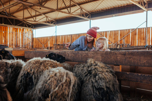 istock Mom teaching daughter about sheep farming. 1480297173