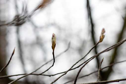 Close up of hazel tree blossoming