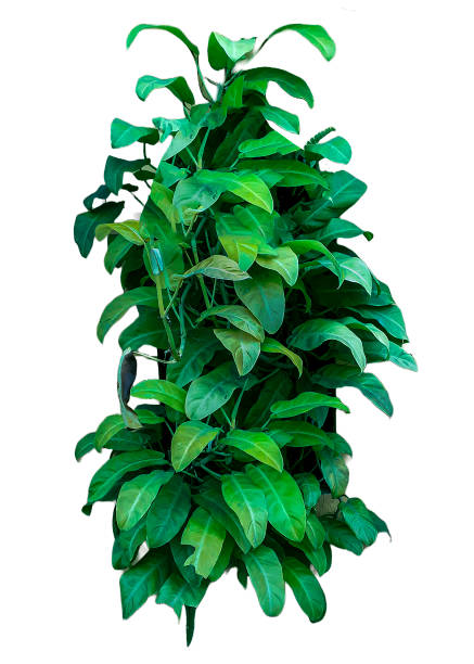 istock Tropical plant isolated photo 1480301173
