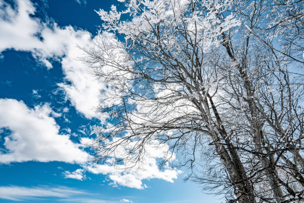 Snowy forest in amazing winter at sunny day