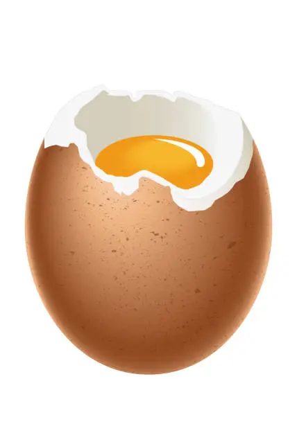 Vector illustration of Egg - soft boiled egg, with shell, white and yolk, illustration on white background