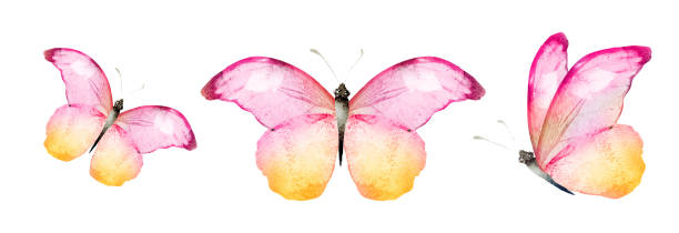 istock Color watercolor butterflies , isolated on the white 1480305357