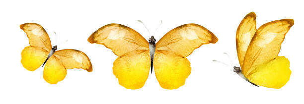istock Color watercolor butterflies , isolated on the white 1480305373