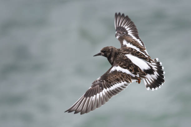 Turnstone Bird In Flight Turnstone Bird In Flight

Please view my portfolio for other wildlife photos. ruddy turnstone stock pictures, royalty-free photos & images