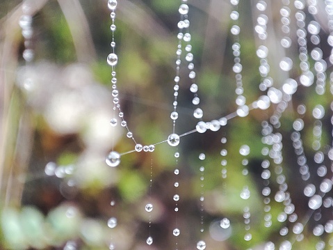 cobwebs filled with water droplets.