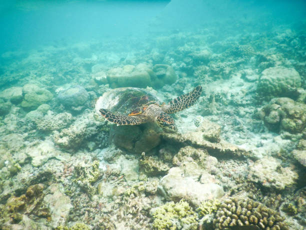 istock sea turtle in maldivian sea 1480306268