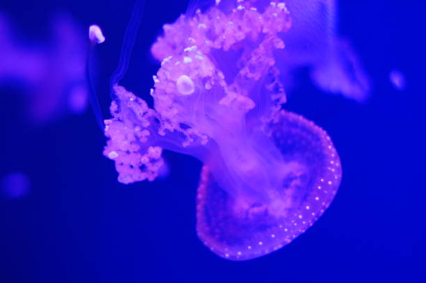 istock Jellyfish in aquarium in blue color 1480306877