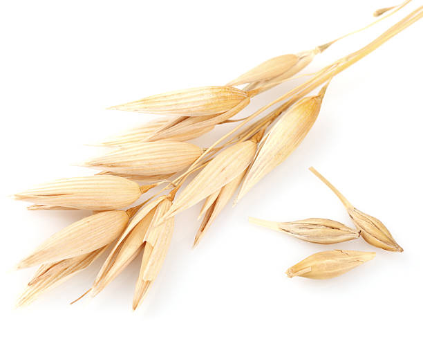 istock Ear of oats 148030723