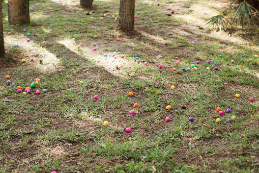 Colorful Plastic Easter Eggs Scattered Across a Grassy Tree Area for an Easter Egg Hunt to Celebrate the Easter Holiday in South Florida 2023