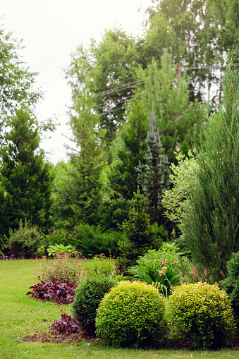 Summer garden view with yellow Bush Spiraea japonica Golden Princess cut in the shape of a round ball