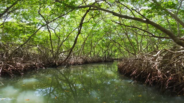 First person view from the boat floating on the river through mangroves in the wild tropical rainforest. Green Red List plants important for the ecosystem