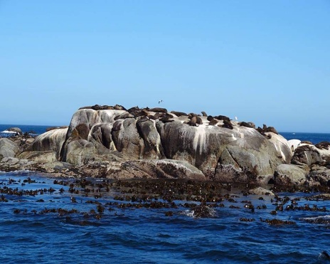 Duiker Island (Afrikaans: Duikereiland), South Africa, Western Cape Province in Hout Bay, near Cape Town.