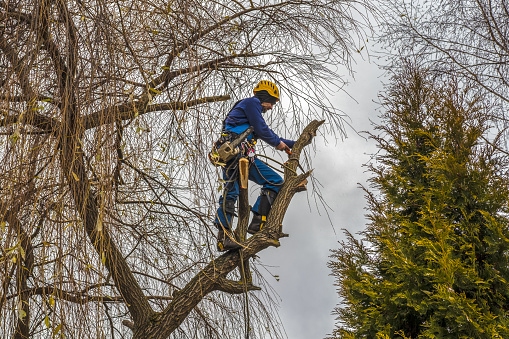 professional cutting, arborist removing a bare side branch safely with pruning saw. tree surgeon working, old chainsaw fixed on belt, standing secured with multiple ropes, equipment. autumn cloudy