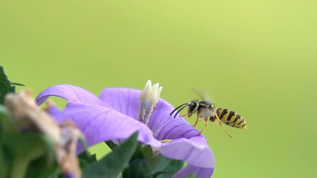 wasp on purple flower.