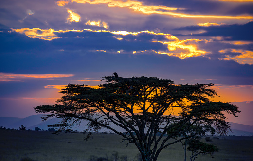Amazing sunset with silhouette of acacia tree  in the beautiful African landscape.