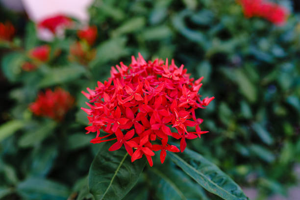 Red Ixora or Rubiaceae with green leaf in the park