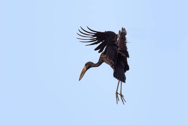 An African openbill stock, anastomus lamelligerus, in flight against a blue sky. Queen Elizabeth National Park, Uganda. An African openbill stock, anastomus lamelligerus, in flight against a blue sky. Queen Elizabeth National Park, Uganda. african openbill anastomus lamelligerus stock pictures, royalty-free photos & images